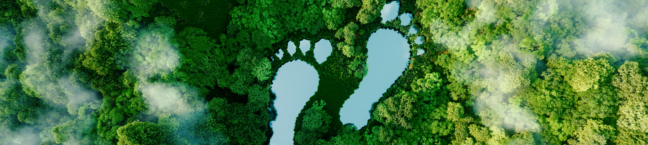 footprint in forest